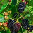 Blackberry 'Waldo' Fruit Bush - 3Ltr Pot - Old Railway Line Garden Centre