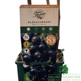 Blackcurrant 'Ben Connan' Fruit Bush 3Ltr Pot