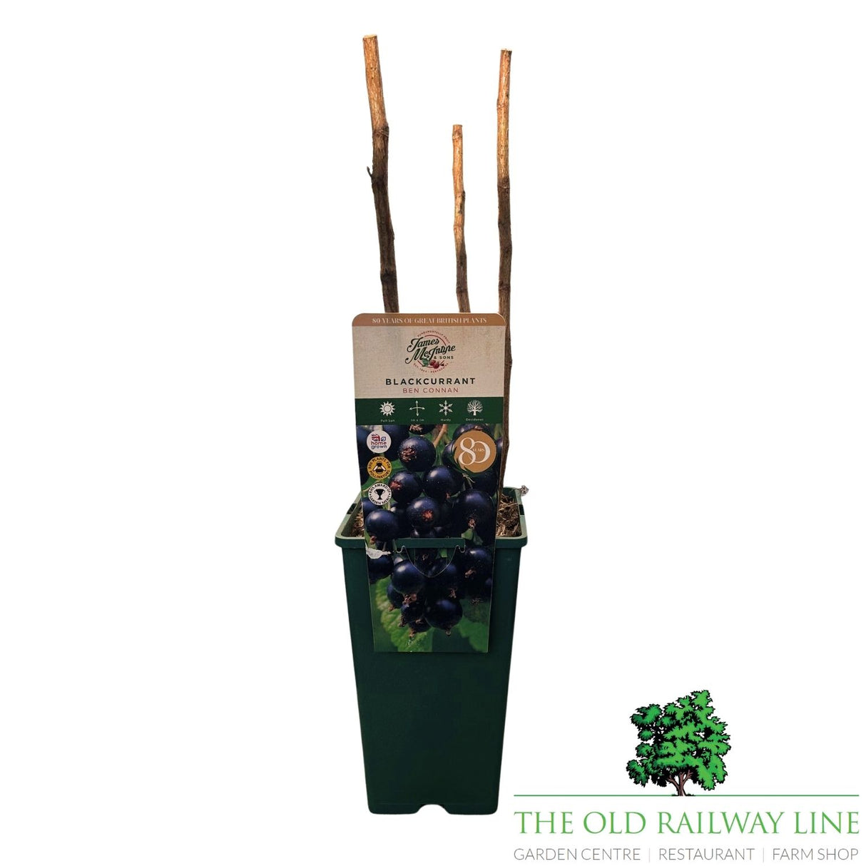 Blackcurrant 'Ben Connan' Fruit Bush 3Ltr Pot