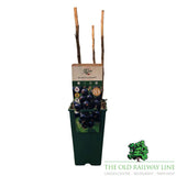 Blackcurrant 'Ben Connan' Fruit Bush 3Ltr Pot