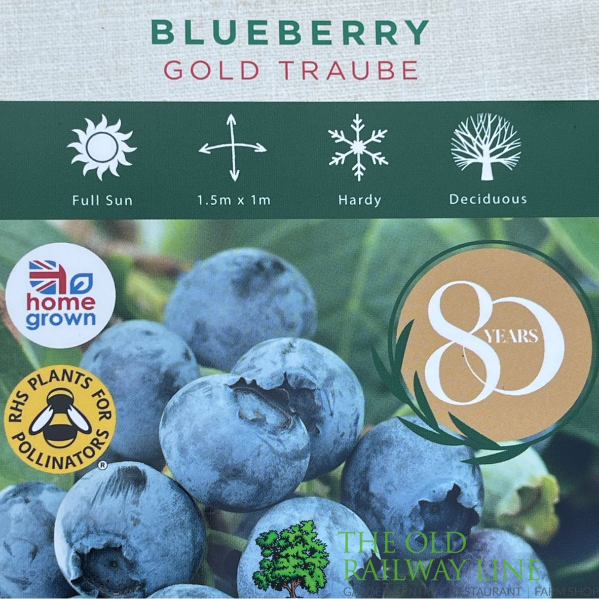 Blueberry 'Gold Traube' Fruit Bush - 3Ltr Pot