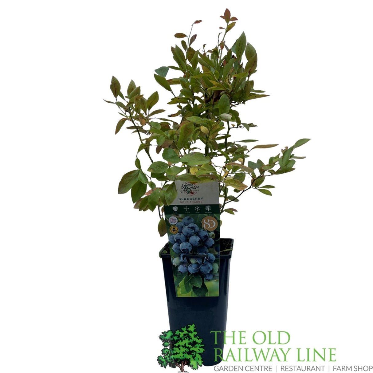 Blueberry 'Gold Traube' Fruit Bush - 3Ltr Pot