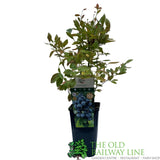 Blueberry 'Gold Traube' Fruit Bush - 3Ltr Pot