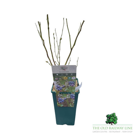 Blueberry 'Hannahs Choice' Bush - 3Ltr Pot - Old Railway Line Garden Centre