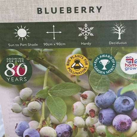 Blueberry 'Hannahs Choice' Bush - 3Ltr Pot - Old Railway Line Garden Centre