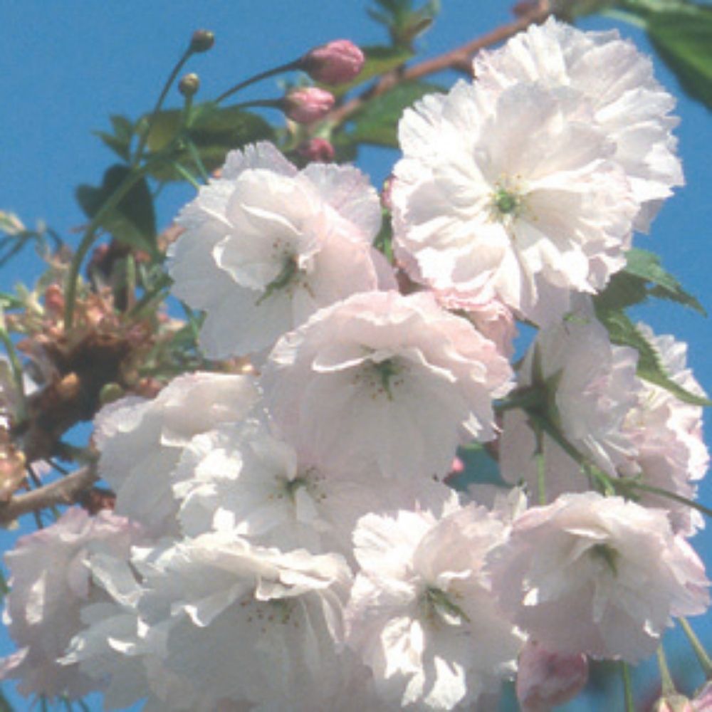 Frank P Matthews 12 Litre 'Blushing Bride' Prunus Tree