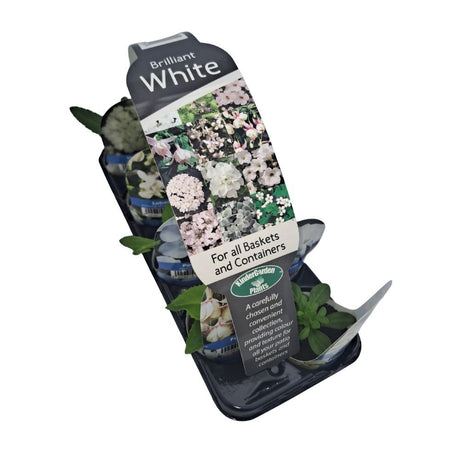 Brilliant White Collection Plug Plants - 8 Plants - Old Railway Line Garden Centre