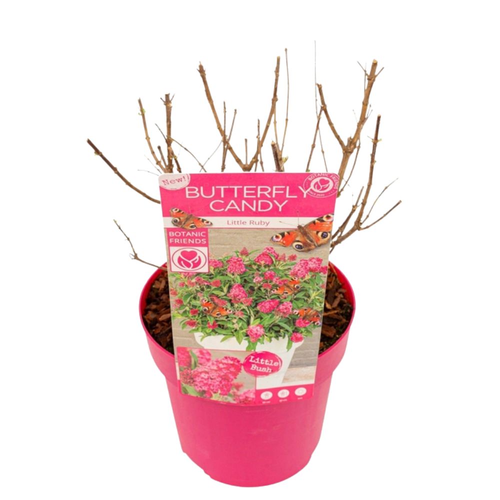 Buddleja Butterfly Candy 'Little Ruby' Plant - 3Ltr Pot