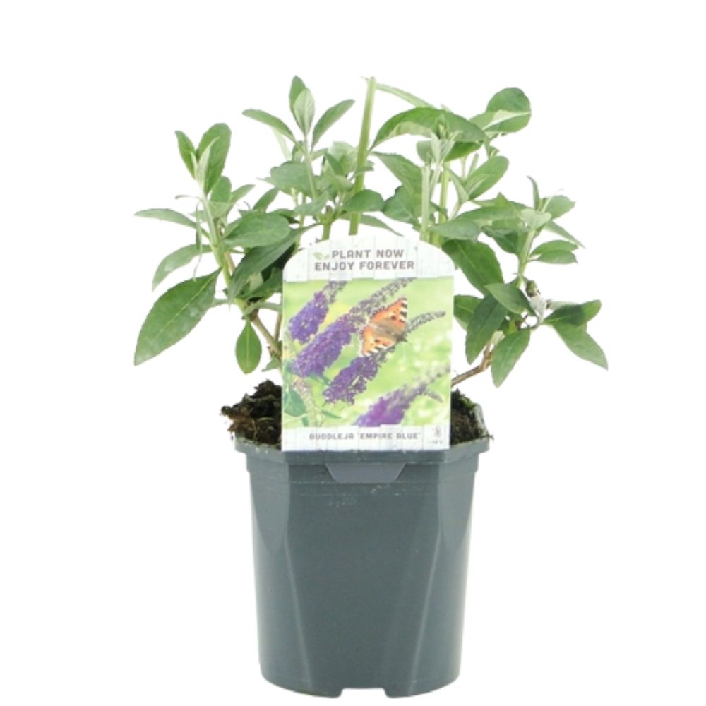 Buddleja davidii 'Empire Blue' - Butterfly Bush - 2Ltr Pot