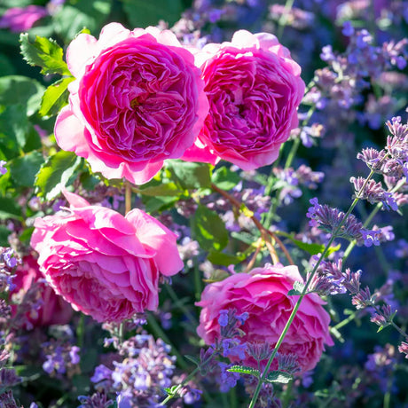 David Austin 'Princess Alexandra of Kent' Bright Pink English Shrub Rose Plant 6Ltr Pot