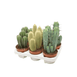 Cacti Cereus & Bolcactus Houseplant Mixed Variety - 5.5cm Pot - (Choice of 3) - Old Railway Line Garden Centre