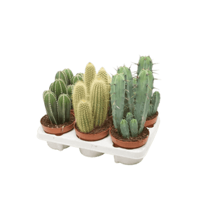 Cacti Cereus & Bolcactus Houseplant Mixed Variety - 5.5cm Pot - (Choice of 3) - Old Railway Line Garden Centre