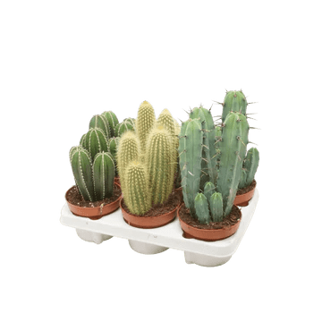 Cacti Cereus & Bolcactus Houseplant Mixed Variety - 5.5cm Pot - (Choice of 3) - Old Railway Line Garden Centre