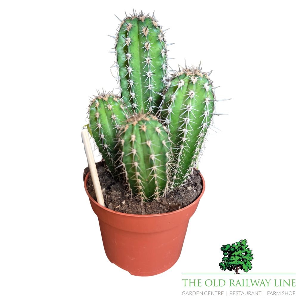 Cacti Cereus Mixed Houseplant - 12cm Pot - (Choice of 2) - Old Railway Line Garden Centre