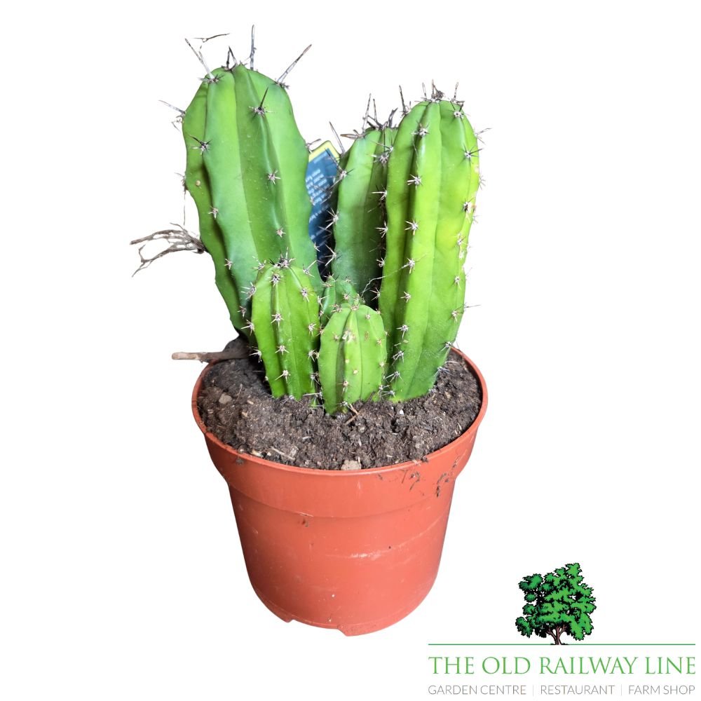 Cacti Cereus Mixed Houseplant - 12cm Pot - (Choice of 2) - Old Railway Line Garden Centre