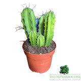 Cacti Cereus Mixed Houseplant - 12cm Pot - (Choice of 2) - Old Railway Line Garden Centre