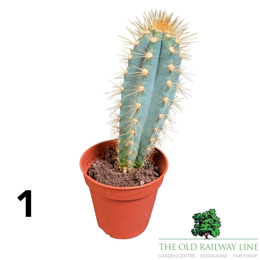 Cacti Cereus Mixed Houseplant - 5.5cm Pot - (Choice of 2) - Old Railway Line Garden Centre