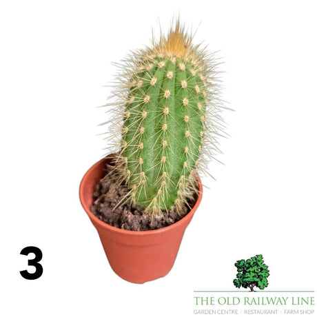 Cacti Cereus Mixed Houseplant - 5.5cm Pot - (Choice of 2) - Old Railway Line Garden Centre