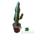 Cacti Cereus Tall Houseplant - 21cm Pot - Old Railway Line Garden Centre