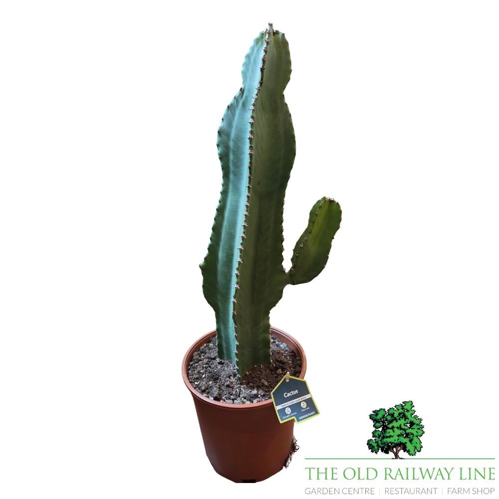 Cacti Cereus Tall Houseplant - 21cm Pot - Old Railway Line Garden Centre