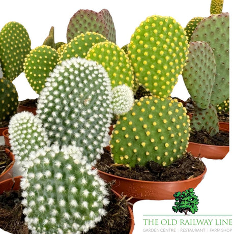 Cacti Opuntia Houseplant Mixed - 8.5cm Pot - (Choice of 3) - Old Railway Line Garden Centre