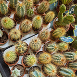 Cacti Opuntia Houseplant Mixed - 8.5cm Pot - (Choice of 3) - Old Railway Line Garden Centre