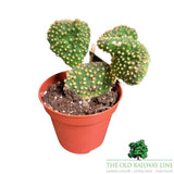 Cacti Opuntia Houseplant Mixed - 8.5cm Pot - (Choice of 3) - Old Railway Line Garden Centre