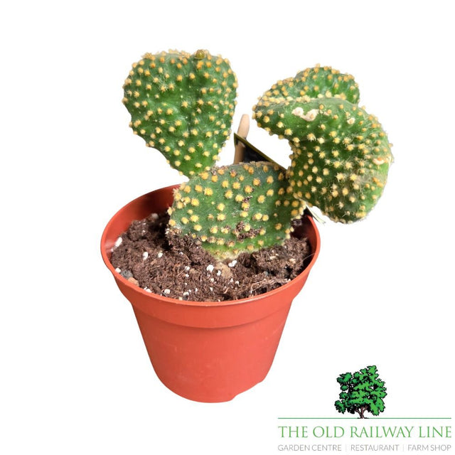 Cacti Opuntia Houseplant Mixed - 8.5cm Pot - (Choice of 3) - Old Railway Line Garden Centre