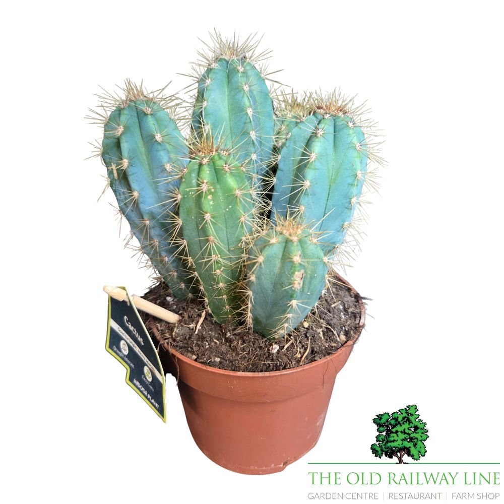 Cacti Pilosocereus Azureus Houseplant - 12cm Pot - Old Railway Line Garden Centre
