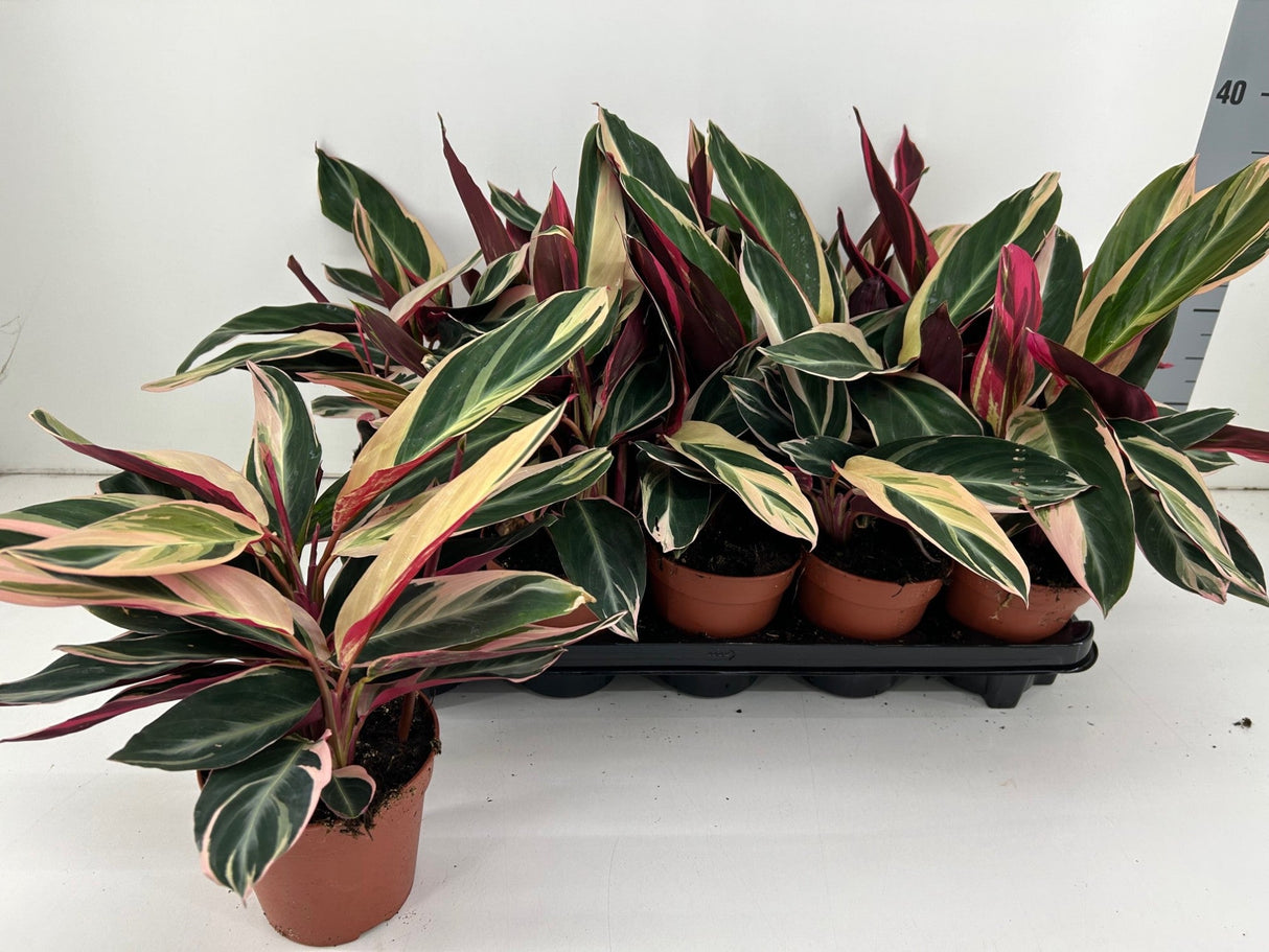 Calathea 'Triostar' Houseplant 12cm Pot - Old Railway Line Garden Centre