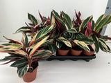 Calathea 'Triostar' Houseplant 12cm Pot - Old Railway Line Garden Centre