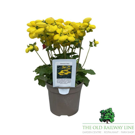 Calceolaria Yellow Plant - 2Ltr Pot - Old Railway Line Garden Centre