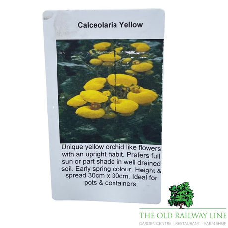 Calceolaria Yellow Plant - 2Ltr Pot - Old Railway Line Garden Centre