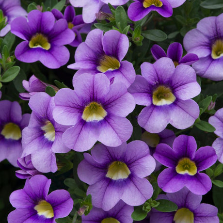 Calibrachoa Cabaret Sky Blue Bedding Plug Plant - Old Railway Line Garden Centre