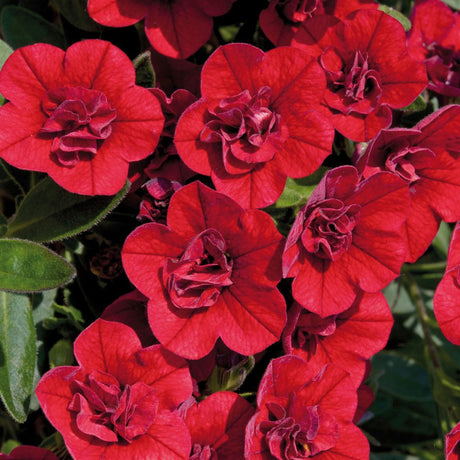 Calibrachoa Can Can Double Red Bedding Plug Plant - Old Railway Line Garden Centre