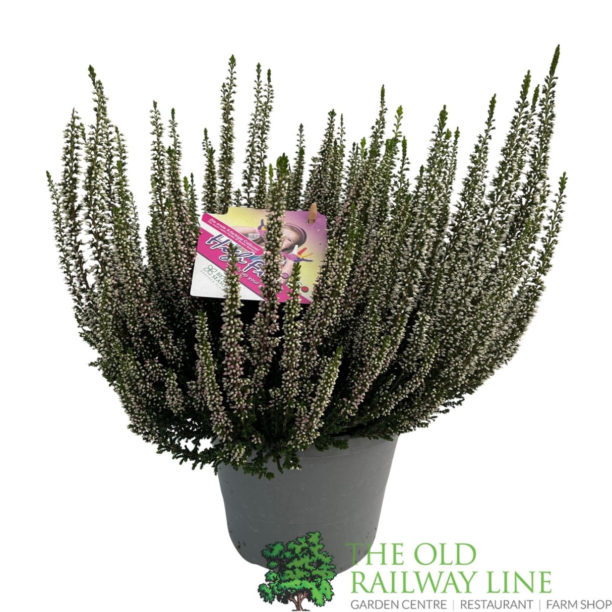 Calluna 'Beauty Ladies High Five' Heather Plant - 17cm Pot