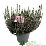 Calluna 'Beauty Ladies High Five' Heather Plant - 17cm Pot
