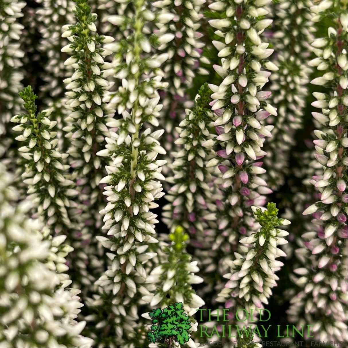 Calluna 'Beauty Ladies High Five' Heather Plant - 17cm Pot