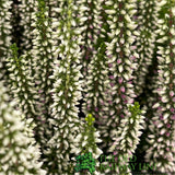 Calluna 'Beauty Ladies High Five' Heather Plant - 17cm Pot