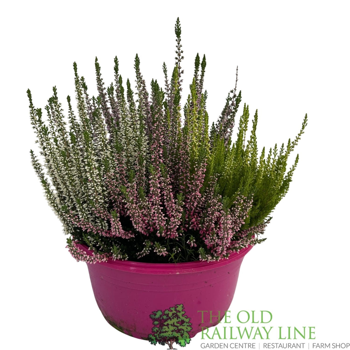 Calluna 'Beauty Quattro' Heather Plant Bowl - 23cm Pot