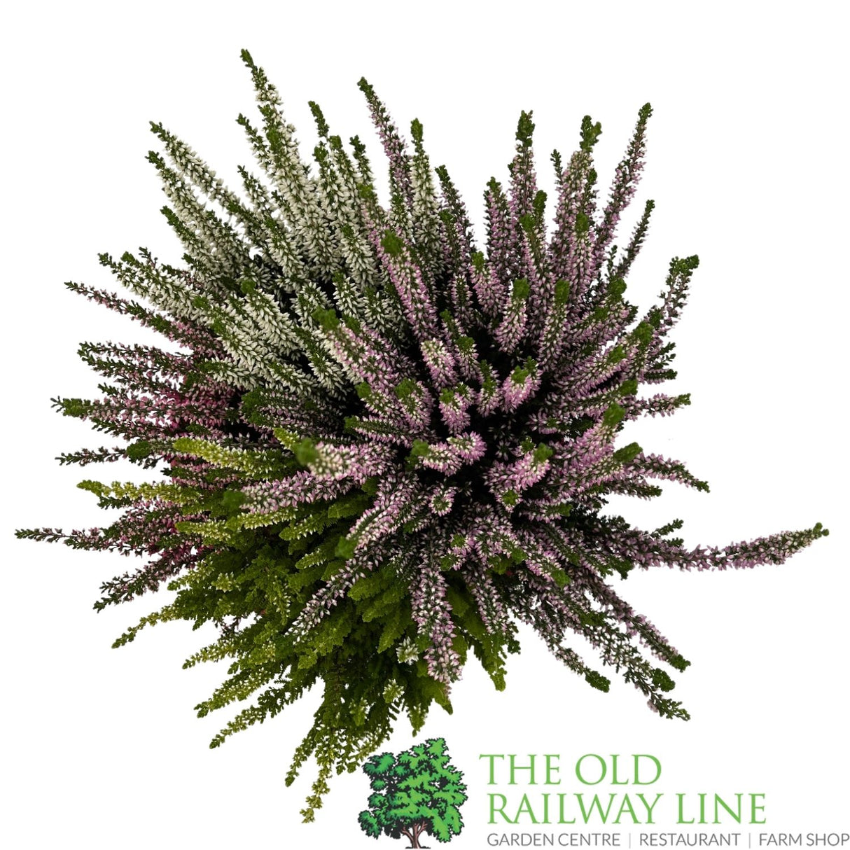 Calluna 'Beauty Quattro' Heather Plant Bowl - 23cm Pot