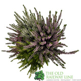 Calluna 'Beauty Quattro' Heather Plant Bowl - 23cm Pot