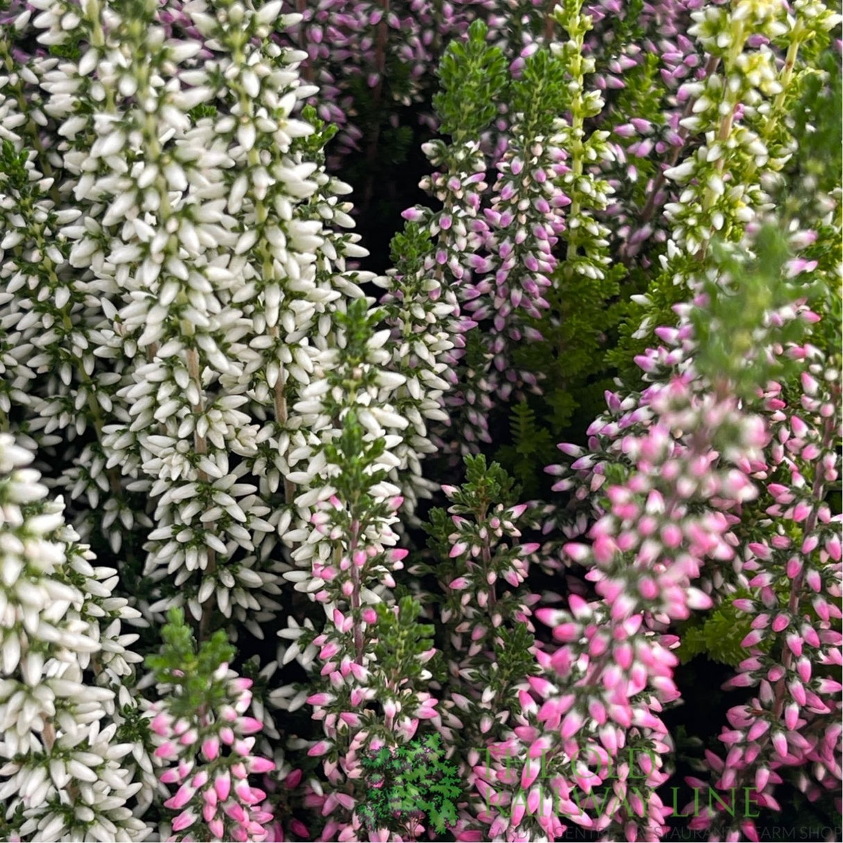 Calluna 'Beauty Quattro' Heather Plant Bowl - 23cm Pot