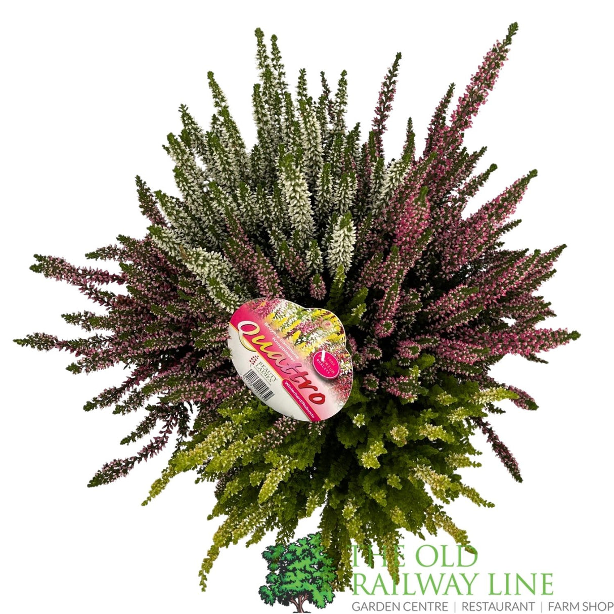 Calluna 'Beauty Quattro' Heather Plant - 21cm Pot