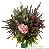 Calluna 'Beauty Quattro' Heather Plant - 21cm Pot