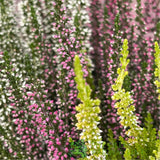 Calluna 'Beauty Quattro' Heather Plant - 21cm Pot
