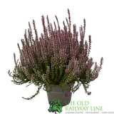 Calluna 'Garden Girls' Heather Plant - 12cm Pot (Choice of 3)