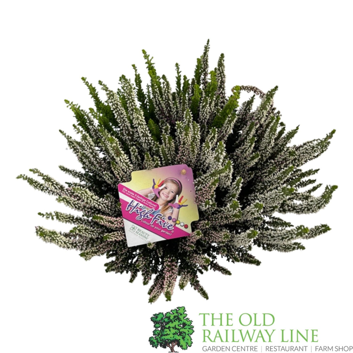 Calluna 'Beauty Ladies High Five' Heather Plant - 17cm Pot
