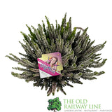 Calluna 'Beauty Ladies High Five' Heather Plant - 17cm Pot