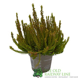 Calluna 'Garden Girls' Heather Plant - 12cm Pot (Choice of 3)
